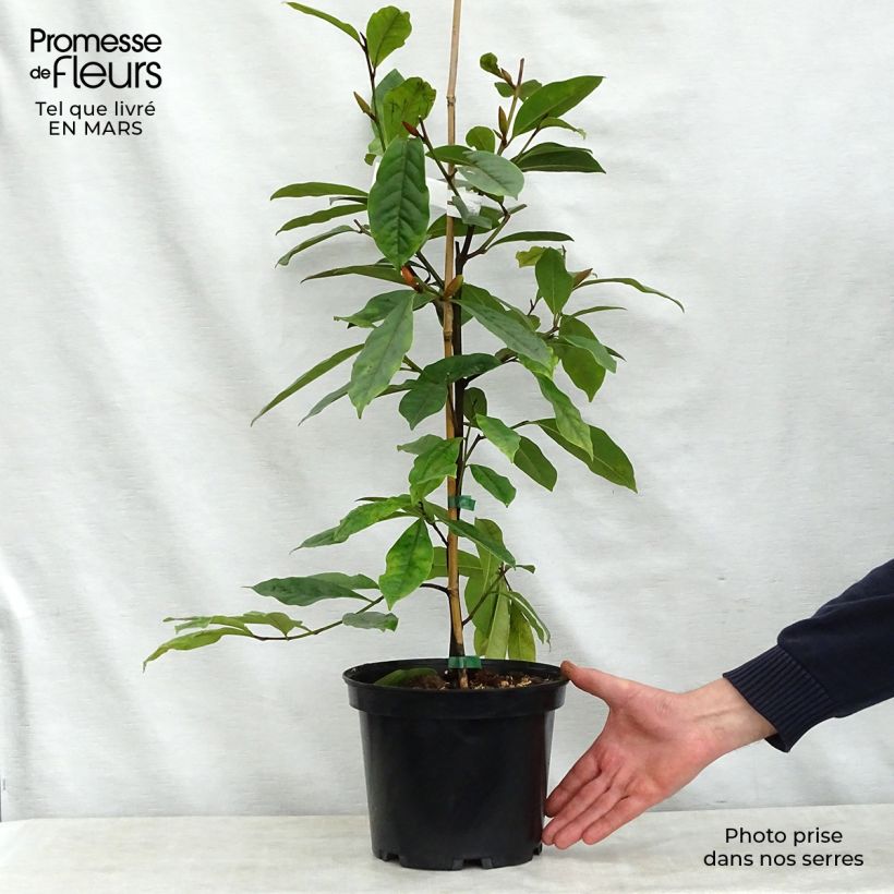 Amostra de Magnolia Fairy Cream Vaso de 3 L/4 L tal como entregue na primavera