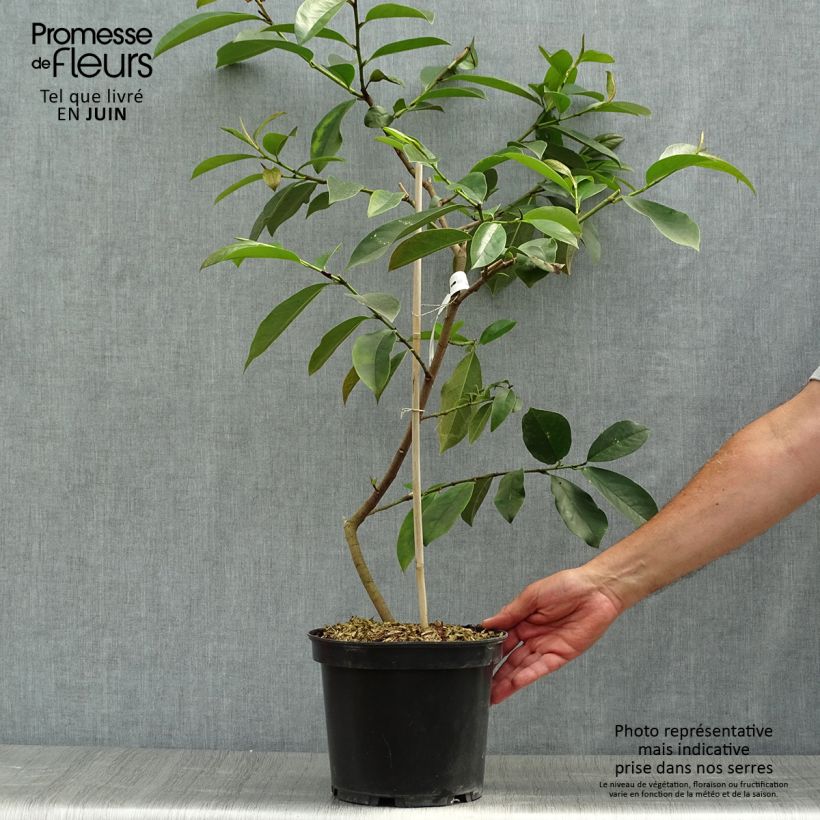 Amostra de Magnolia Fairy White Vaso de 4 L/5 L tal como entregue no verão