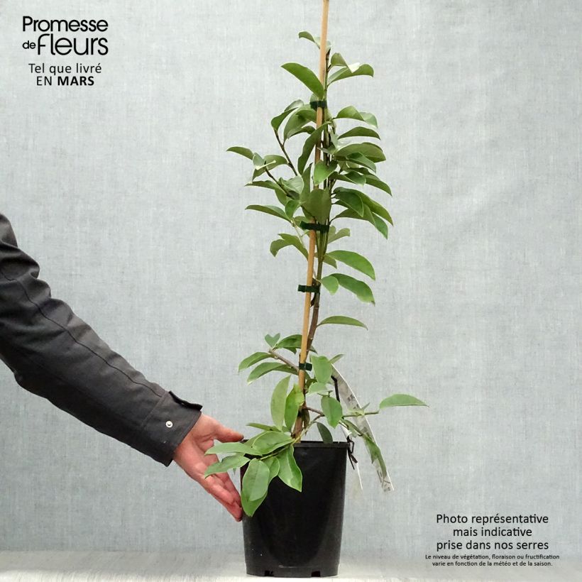 Amostra de Magnolia Fairy White Vaso de 4 L/5 L tal como entregue na primavera