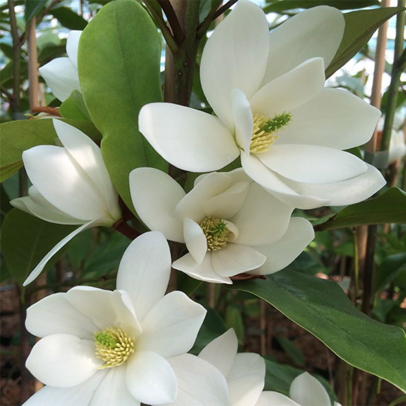 Magnolia Fairy White (Floração)