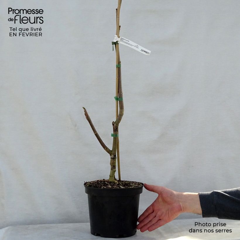 Amostra de Magnolia Felix Jury Vaso de 4 L/5 L tal como entregue no inverno