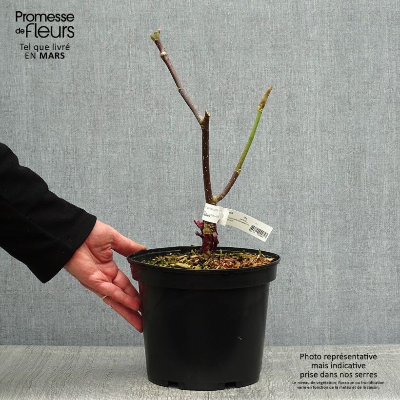 Amostra de Magnolia Felix Jury Vaso de 4 L/5 L tal como entregue na primavera