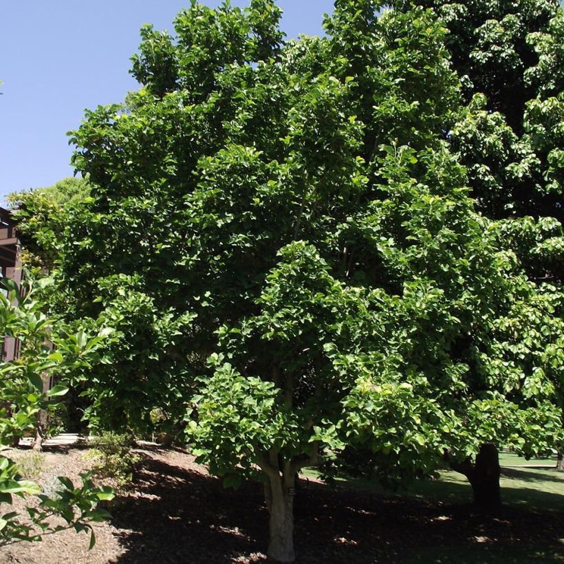 Magnolia Galaxy (Hábito)