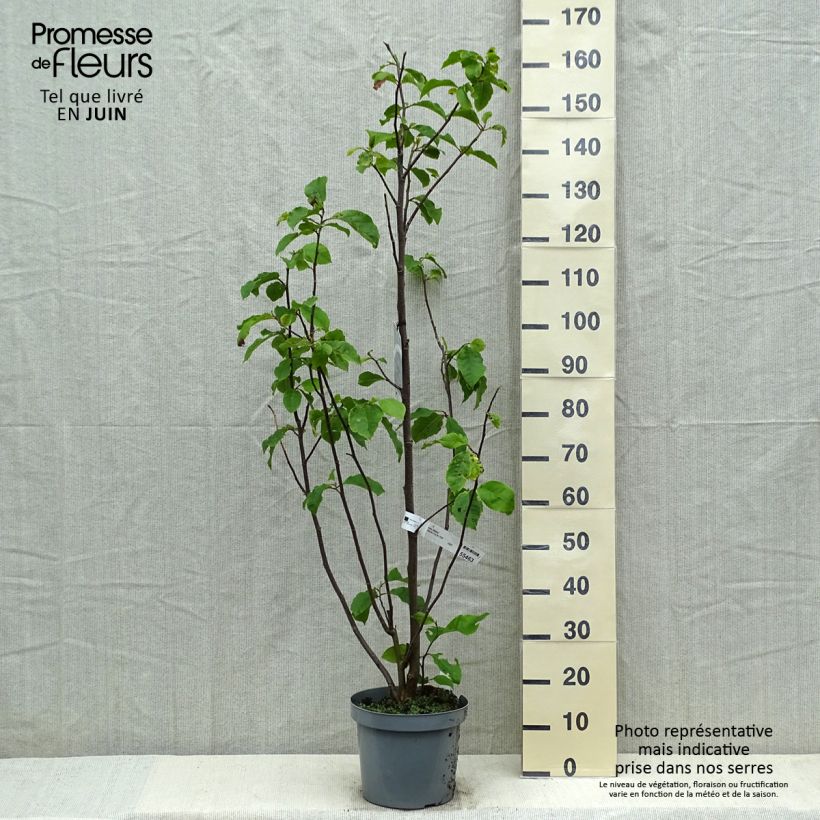 Amostra de Magnolia Galaxy Vaso de 4 L/5 L tal como entregue na primavera