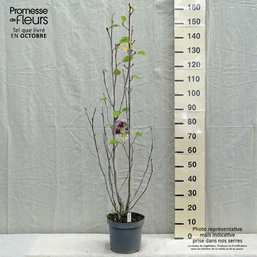 Amostra de Magnolia Genie Vaso de 4 L/5 L tal como entregue no outono