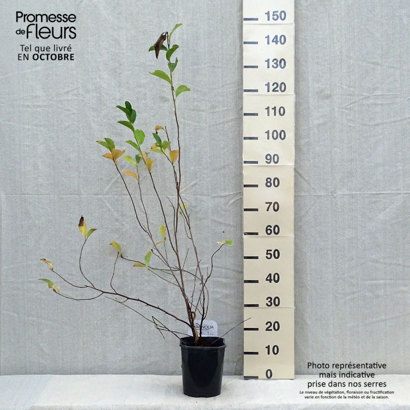 Amostra de Magnolia George Henry Kern Vaso de 3 L/4 L tal como entregue no outono