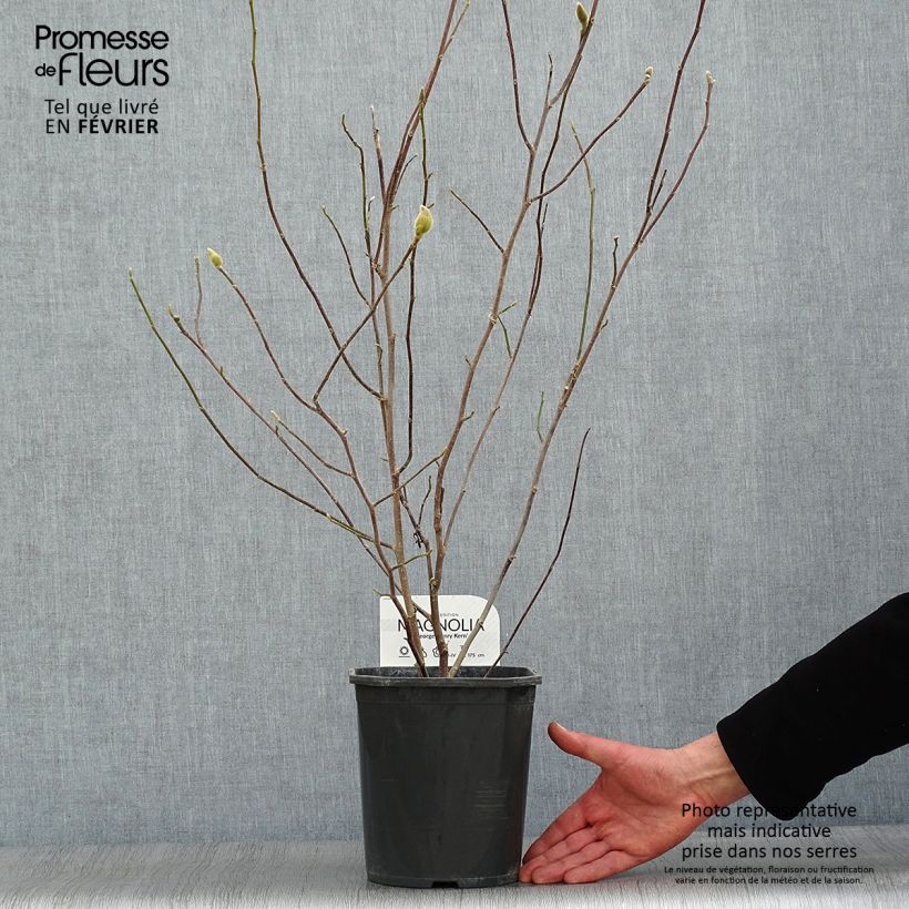 Amostra de Magnolia George Henry Kern Vaso de 3 L/4 L tal como entregue no inverno