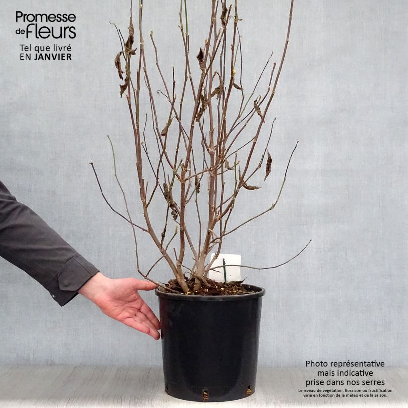 Amostra de Magnolia George Henry Kern Vaso de 12 L/15 L tal como entregue no inverno