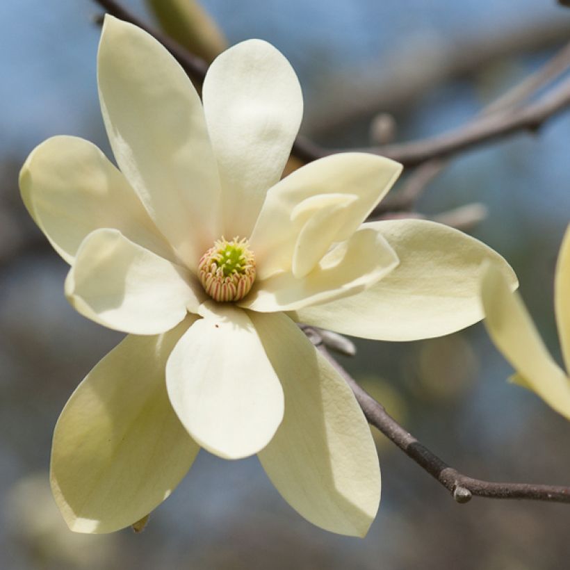 Magnolia stellata Gold Star (Floração)