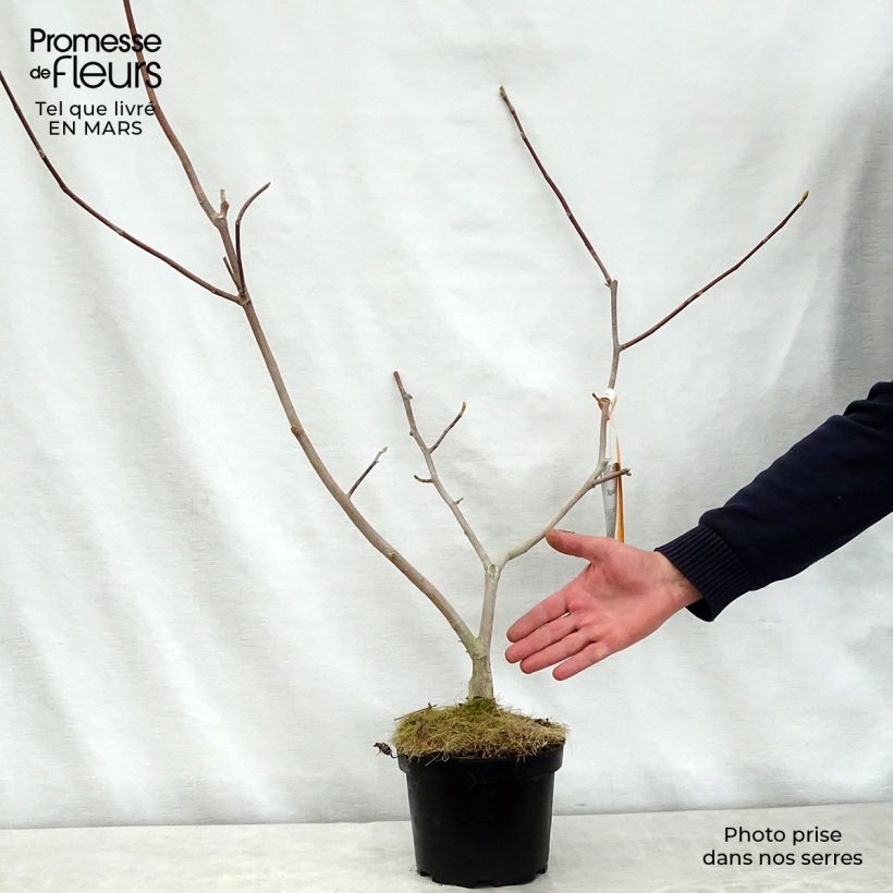 Amostra de Magnolia stellata Gold Star Vaso de 2 L/3 L tal como entregue na primavera