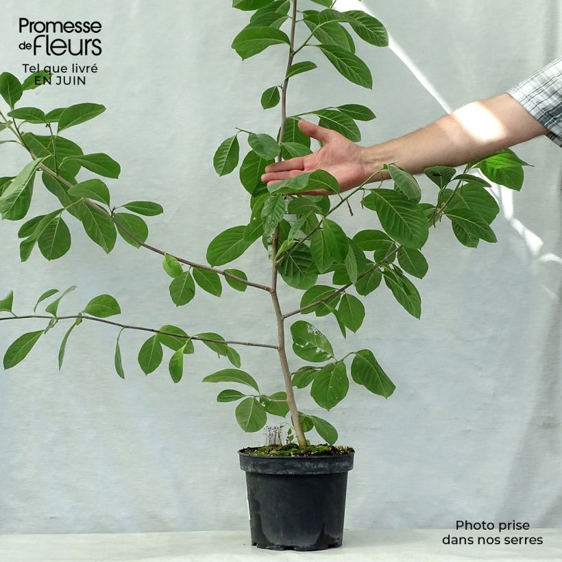 Amostra de Magnolia stellata Gold Star Vaso de 4 L/5 L tal como entregue no verão