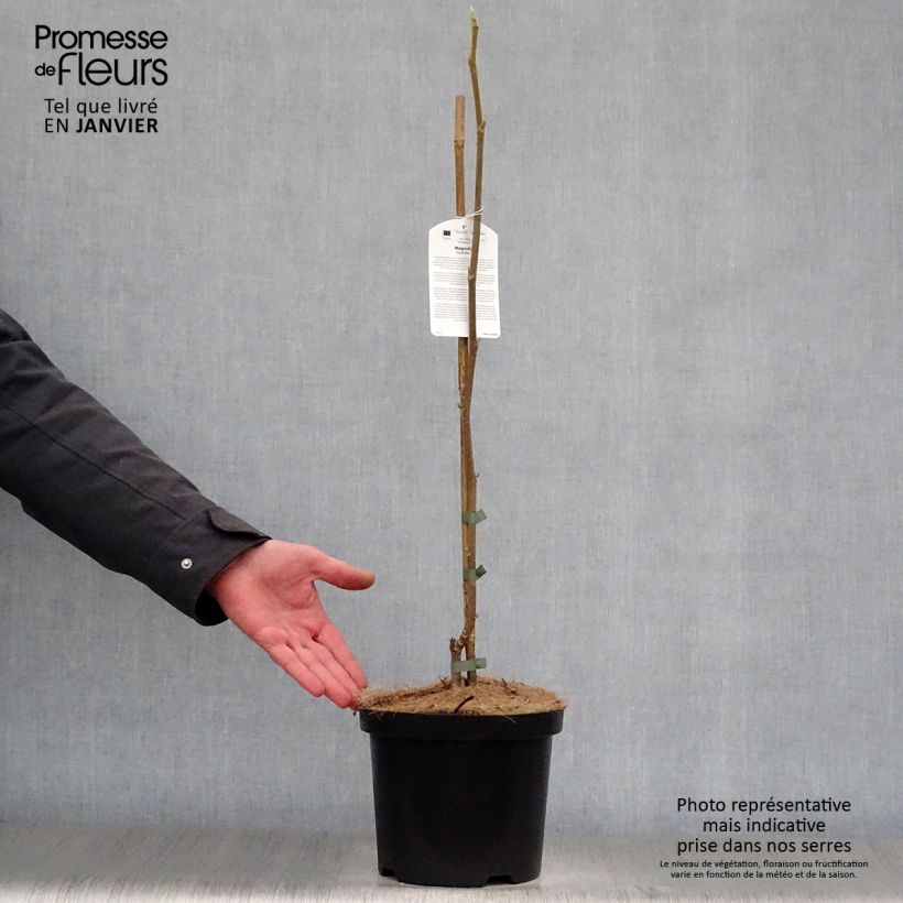 Amostra de Magnolia Gold Star Vaso de 4 L/5 L tal como entregue no inverno