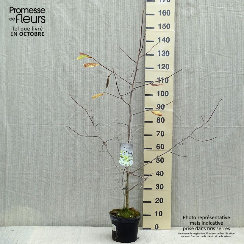 Amostra de Magnolia stellata Gold Star Vaso de 4 L/5 L tal como entregue no outono