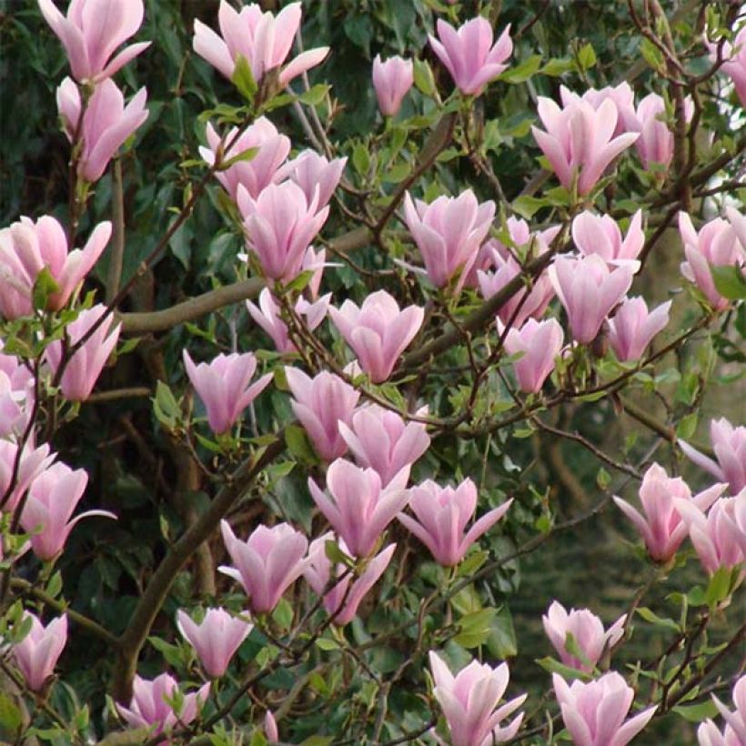 Magnolia liliiflora × veitchii Heaven Scent (Floração)