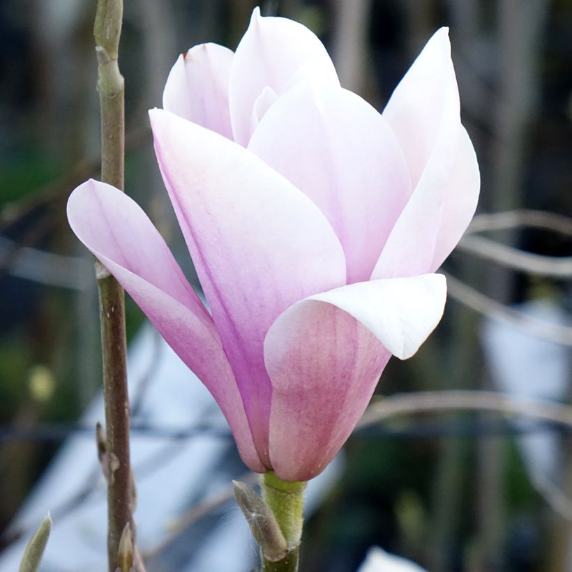 Magnolia liliiflora × veitchii Heaven Scent (Floração)