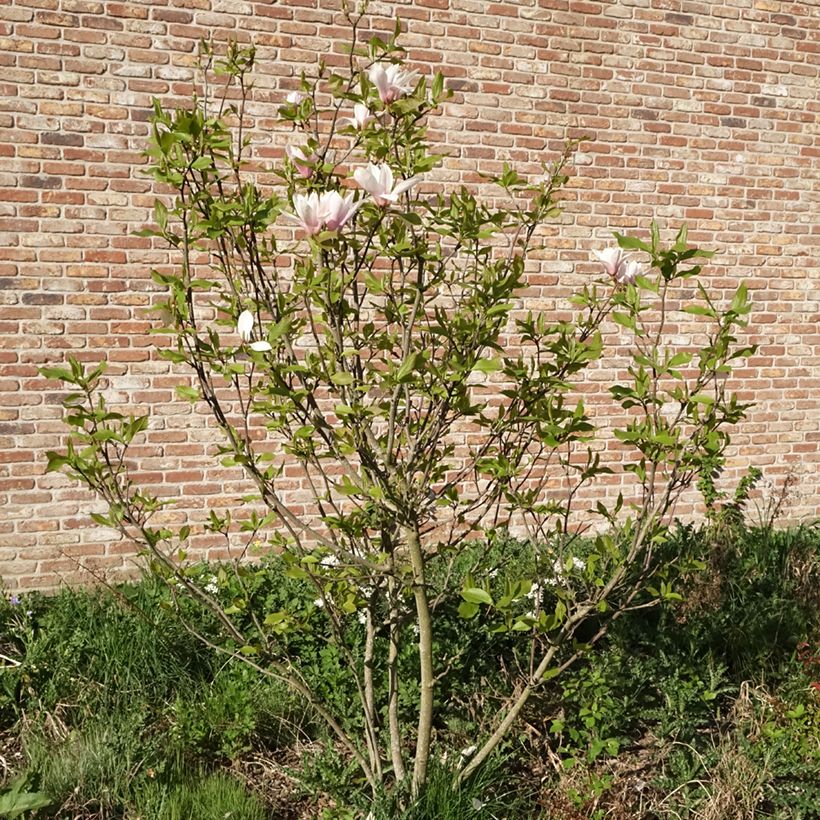 Magnolia liliiflora × veitchii Heaven Scent (Hábito)