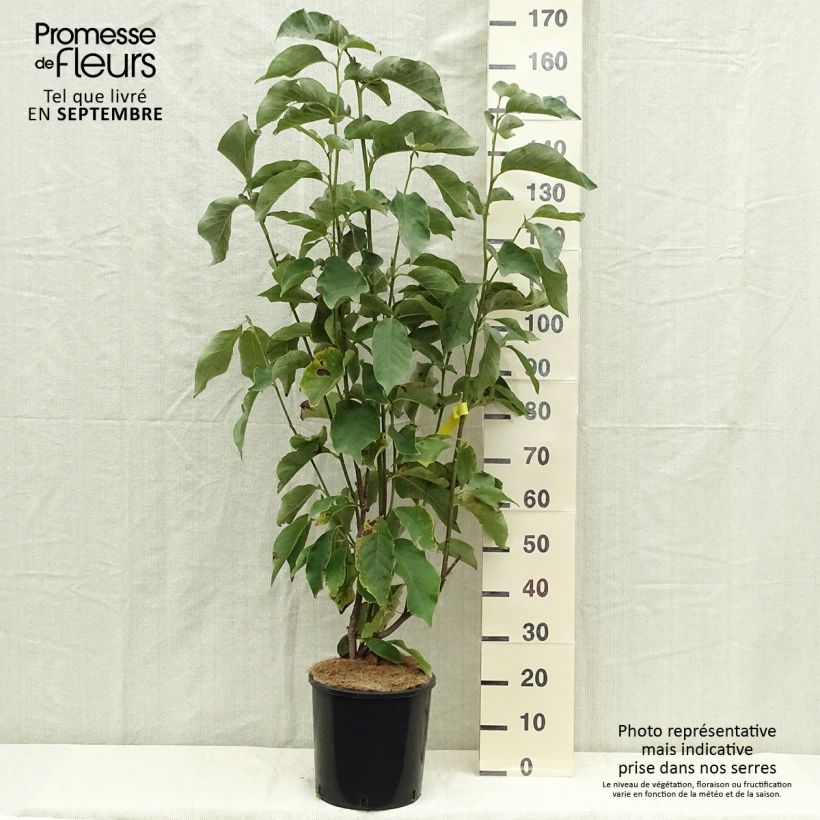 Amostra de Magnolia liliiflora × veitchii Heaven Scent Vaso de 12 L/15 L tal como entregue no outono