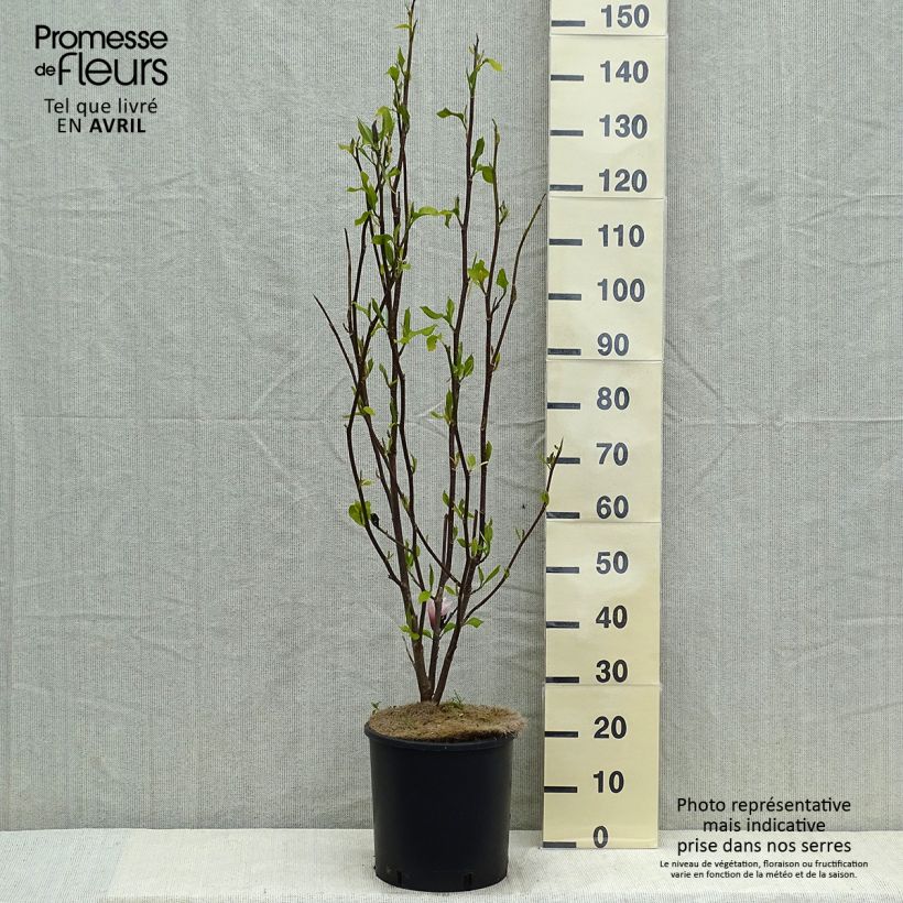 Amostra de Magnolia liliiflora × veitchii Heaven Scent Vaso de 12 L/15 L tal como entregue na primavera