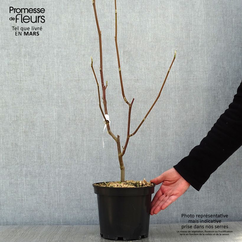 Amostra de Magnolia Heaven Scent  Vaso de 4 L/5 L tal como entregue no inverno