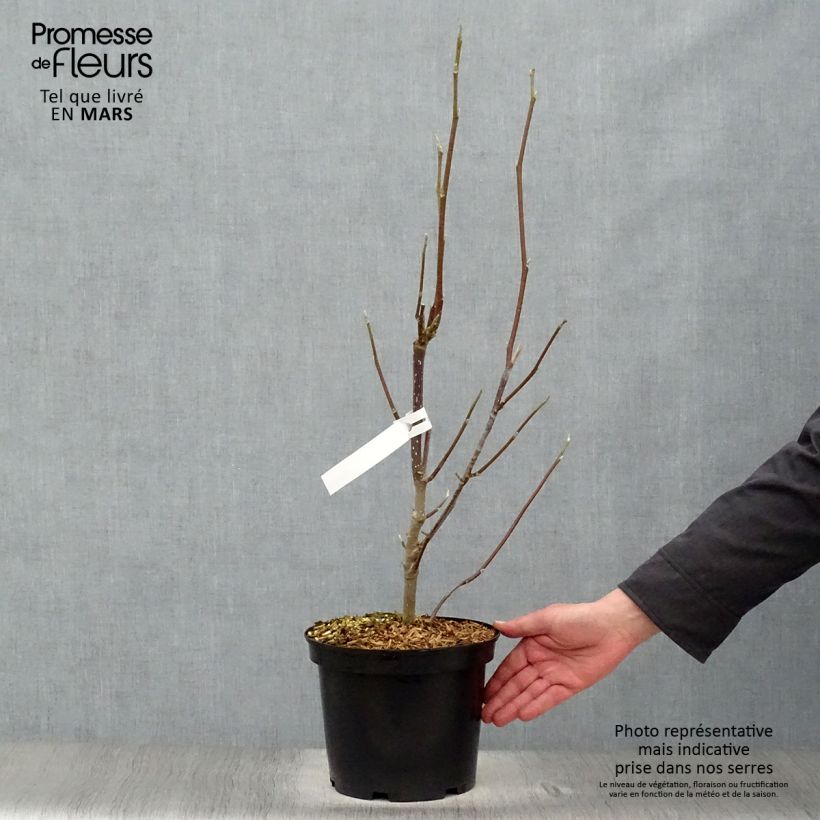 Amostra de Magnolia liliiflora × veitchii Heaven Scent Vaso de 4 L/5 L tal como entregue na primavera