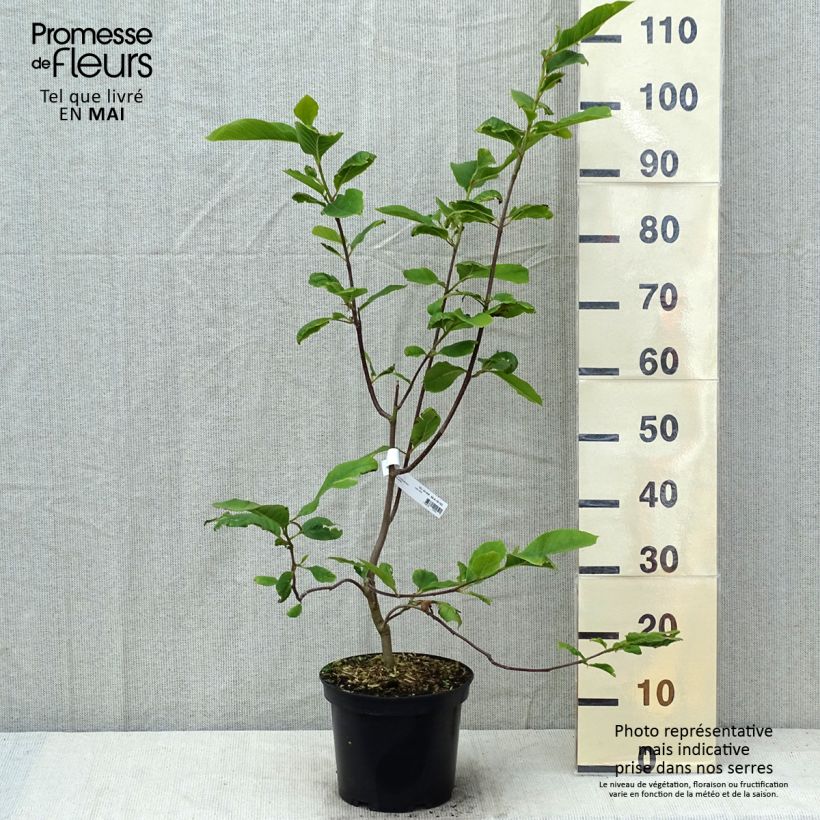 Amostra de Magnolia denudata Iolanthe Vaso de 4 L/5 L tal como entregue na primavera