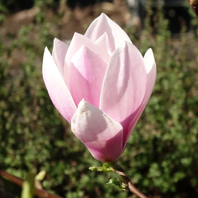 Magnolia soulangeana Andre Leroy (Floração)