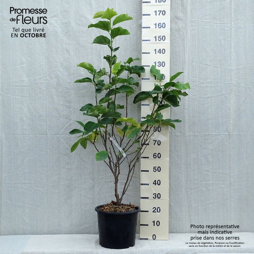 Amostra de Magnolia soulangeana Andre Leroy Vaso de 7,5 L/10 L tal como entregue no outono