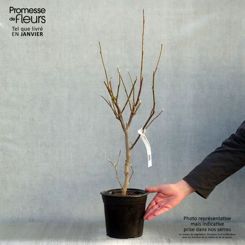 Amostra de Magnolia - Magnolia x soulangeana Andre Leroy Vaso de 4 L/5 L tal como entregue no inverno