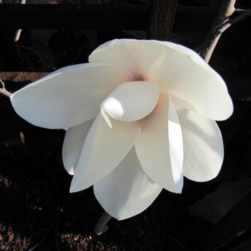 Magnolia Manchu Fan (Floração)