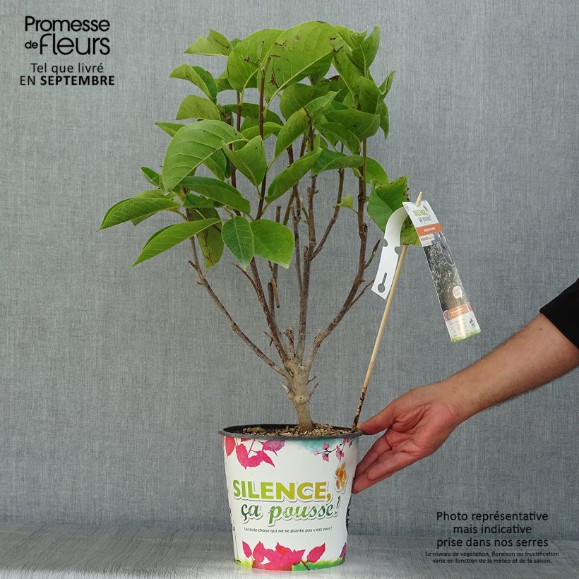 Amostra de Magnolia Manchu Fan Vaso de 4 L/5 L tal como entregue no verão