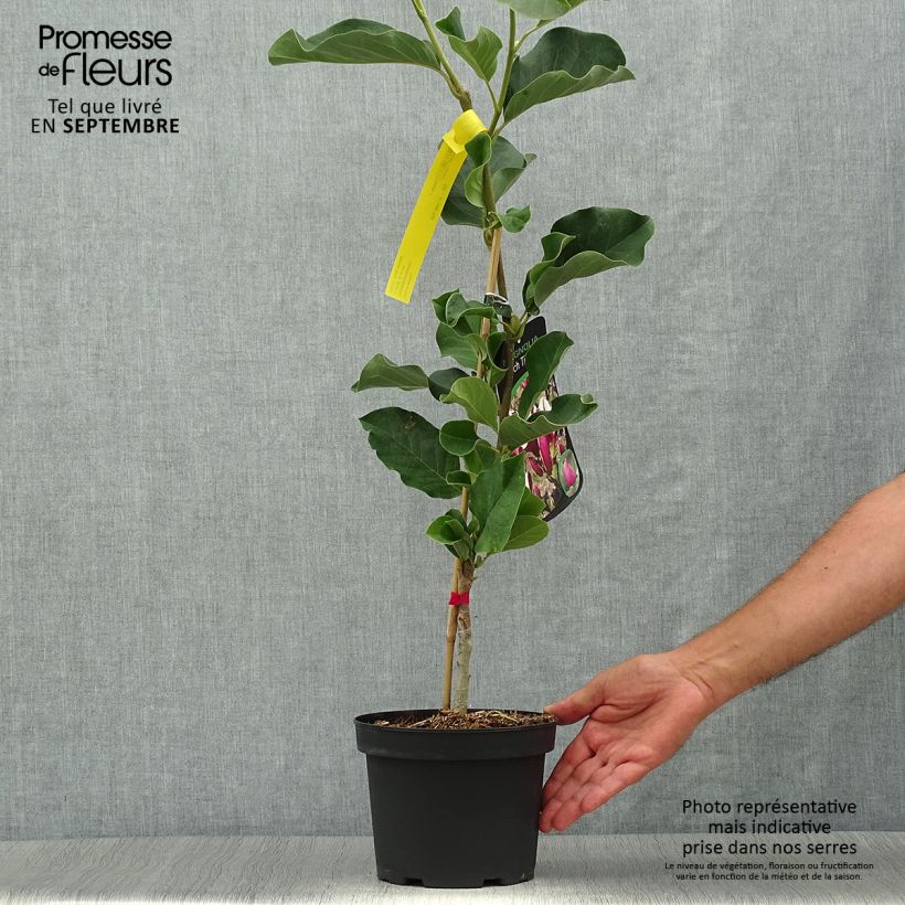 Amostra de Magnolia March Till Frost Vaso de 2 L/3 L tal como entregue no outono