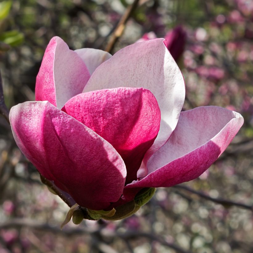 Magnolia March Till Frost (Floração)
