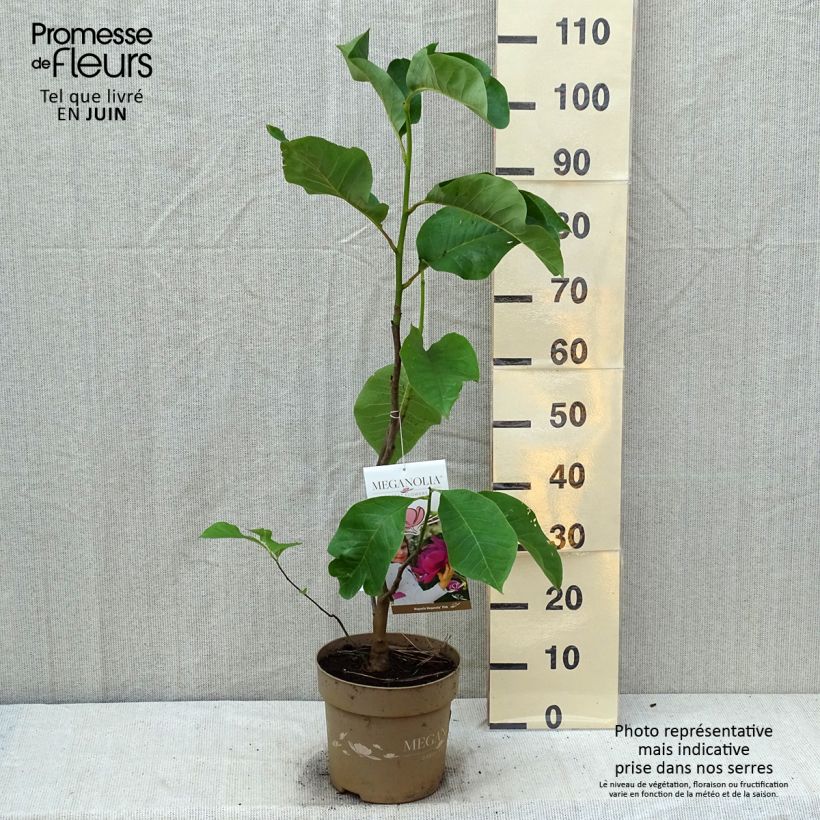 Amostra de Magnolia soulangeana Meganolia Vaso de 4 L/5 L tal como entregue no verão