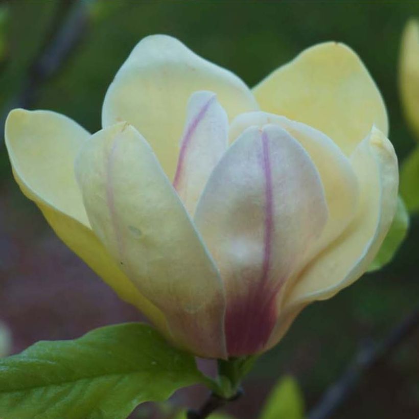 Magnolia Sunsation (Floração)