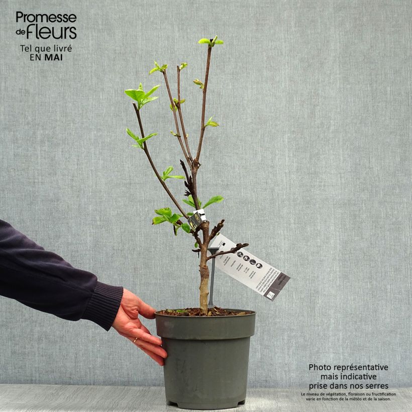 Amostra de Magnolia Sunsation Vaso de 3 L/4 L tal como entregue na primavera