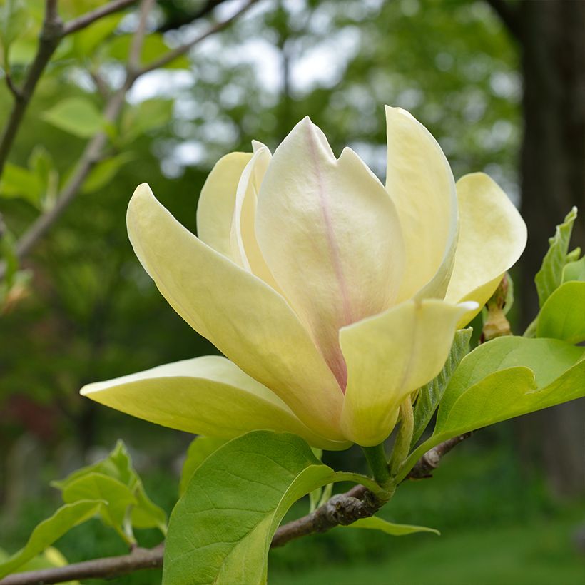 Magnolia Sunspire (Floração)