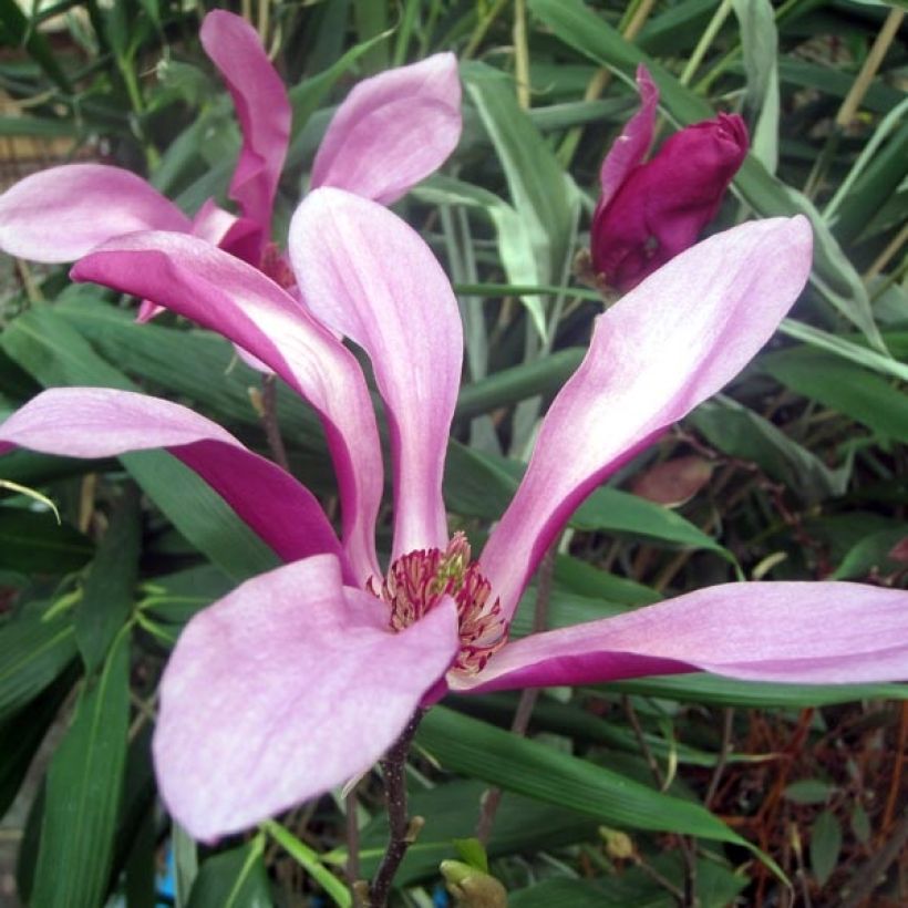 Magnolia Susan (Floração)