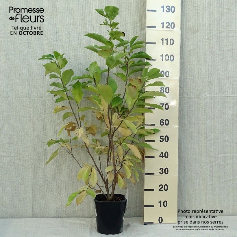 Amostra de Magnolia Susan Vaso de 3 L/4 L tal como entregue no outono