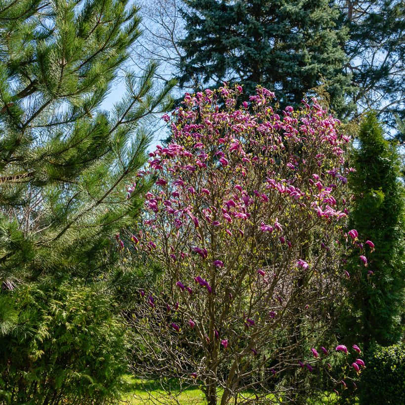 Magnolia Susan (Hábito)