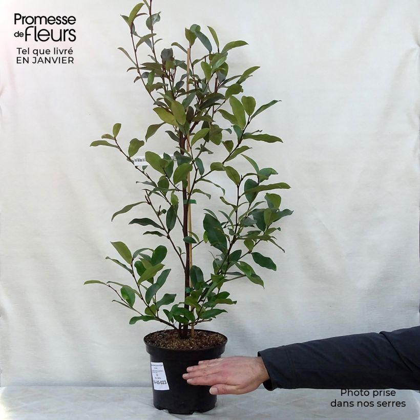 Amostra de Magnolia White Caviar Vaso de 3 L/4 L tal como entregue no inverno