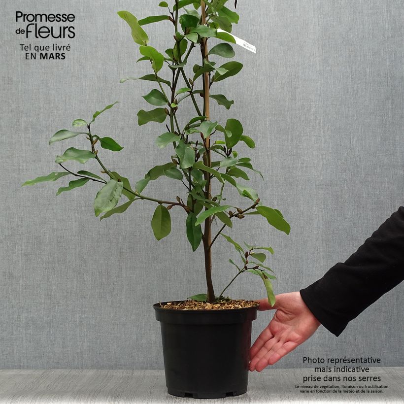 Amostra de Magnolia White Caviar Vaso de 3 L/4 L tal como entregue na primavera