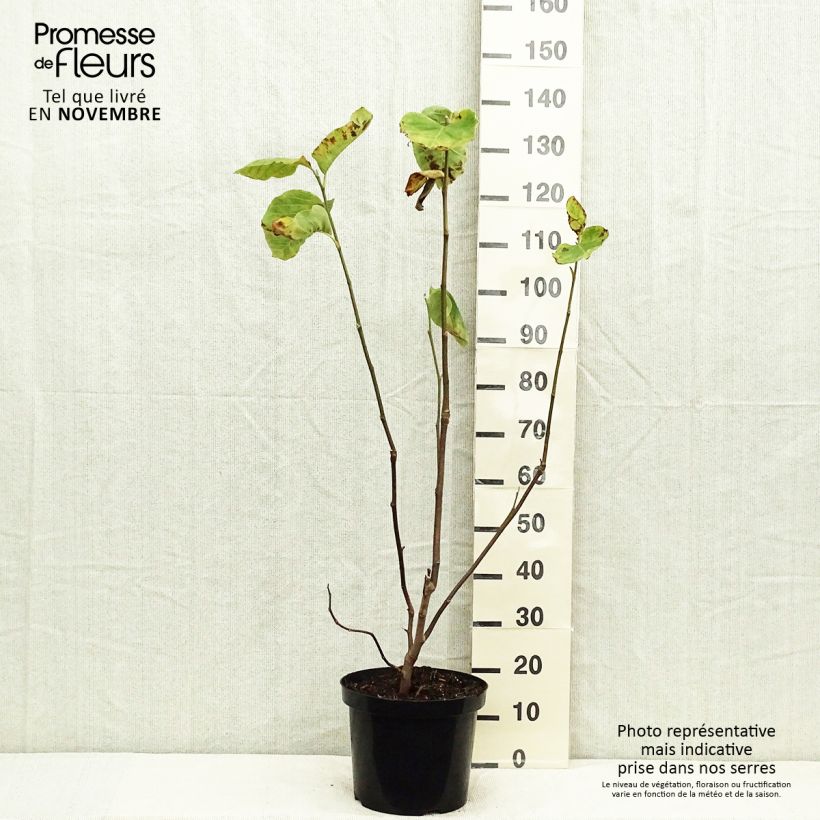 Amostra de Magnolia Yellow Lantern Vaso de 6 L/7 L tal como entregue no outono