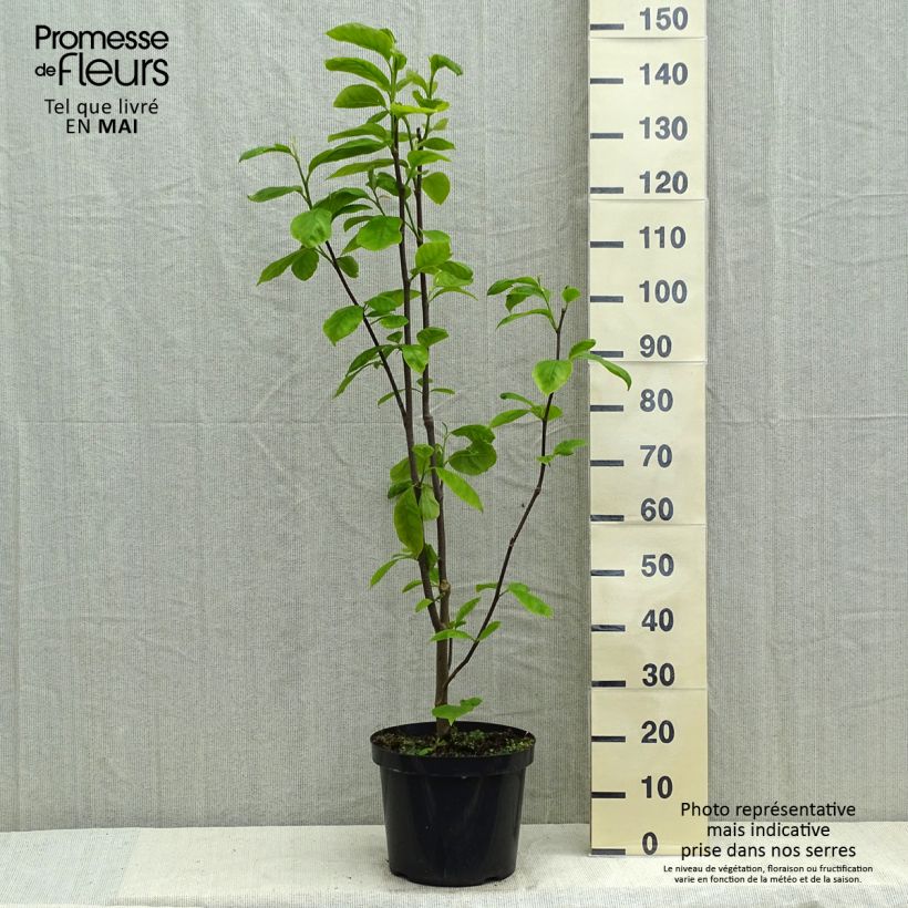 Amostra de Magnolia Yellow Lantern Vaso de 6 L/7 L tal como entregue na primavera