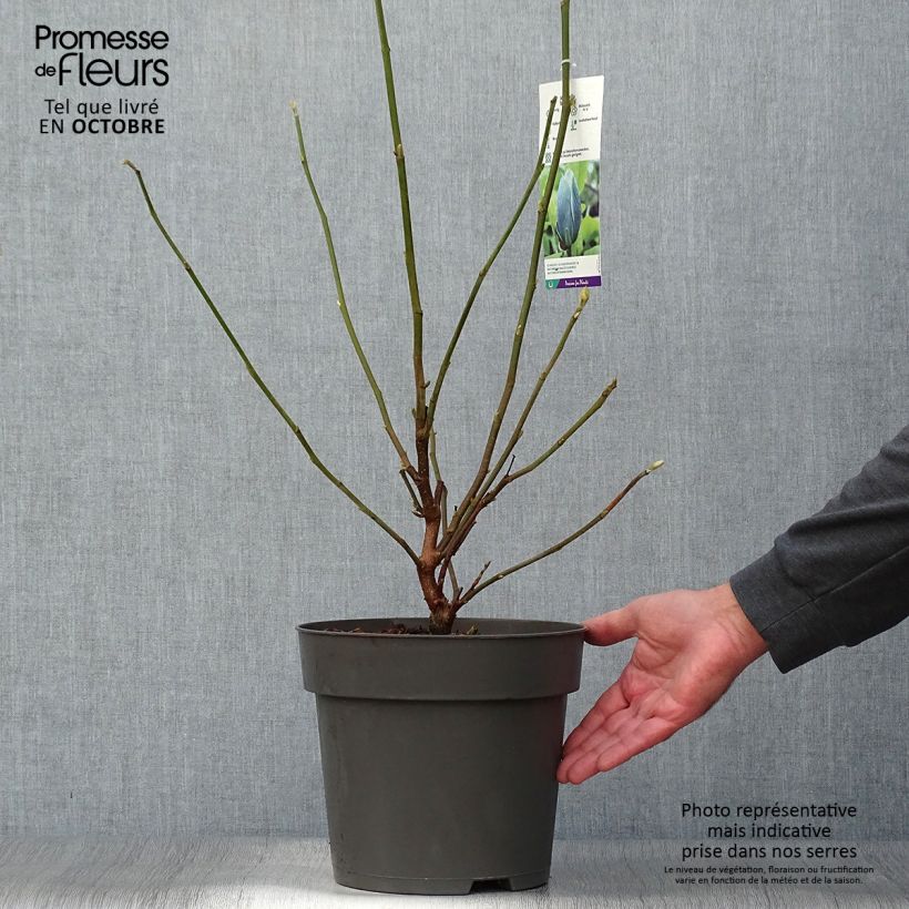 Amostra de Magnolia acuminata Blue Baby Vaso de 6 L/7 L tal como entregue no outono