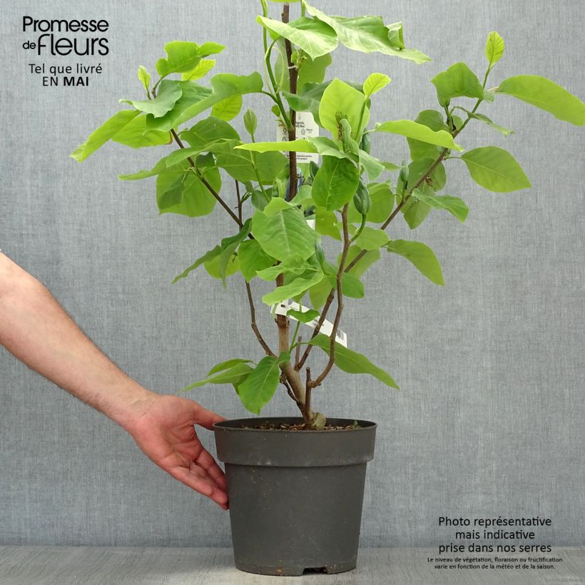 Amostra de Magnolia acuminata Blue Baby Vaso de 6 L/7 L tal como entregue na primavera