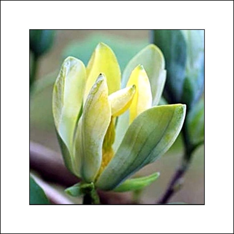 Magnolia acuminata Blue Opal (Floração)