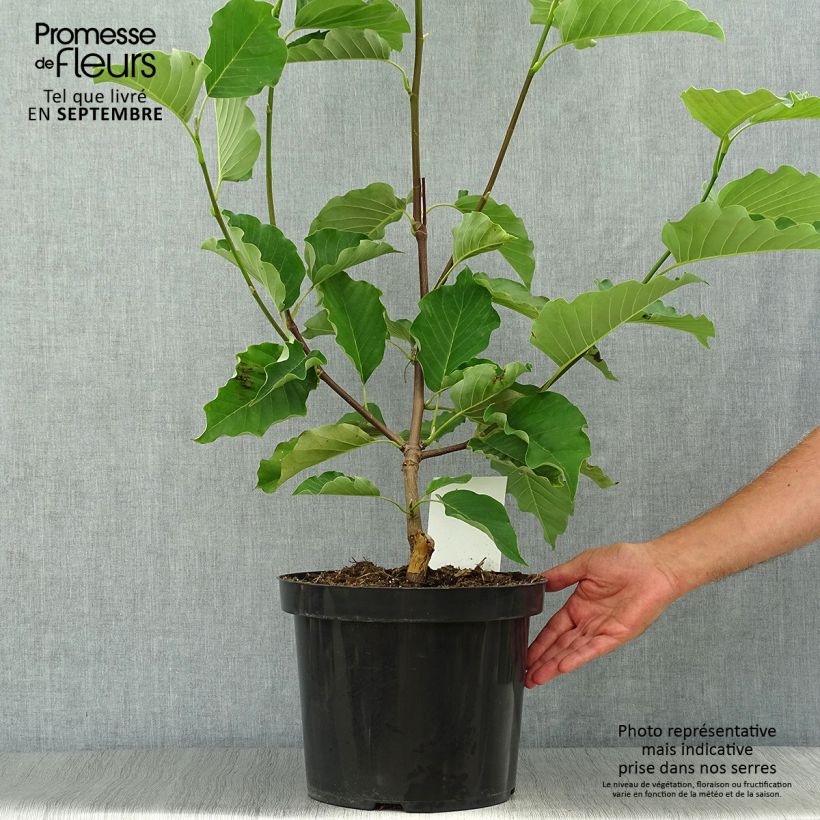 Amostra de Magnolia acuminata Blue Opal Vaso de 7,5 L/10 L tal como entregue no outono