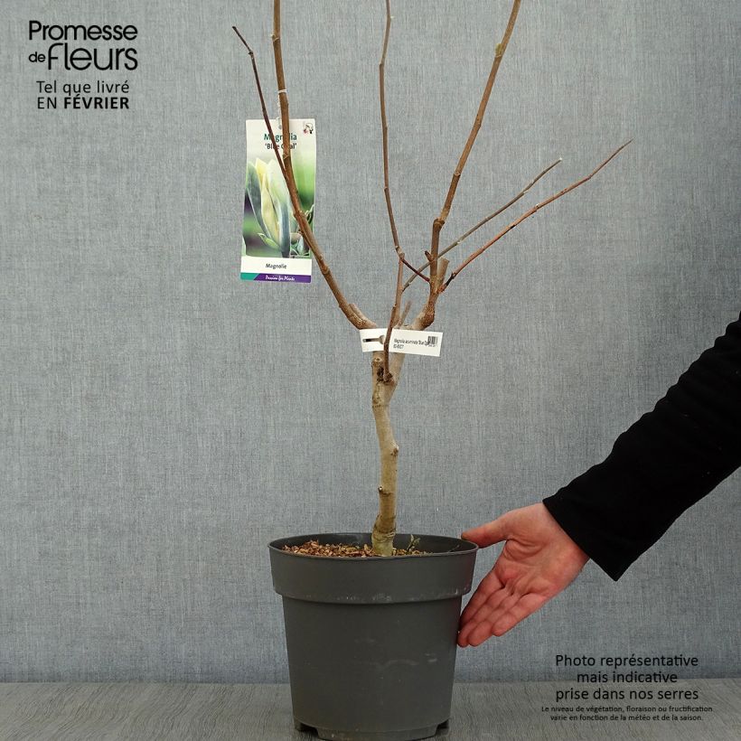 Amostra de Magnolia acuminata Blue Opal Vaso de 7,5 L/10 L tal como entregue no inverno