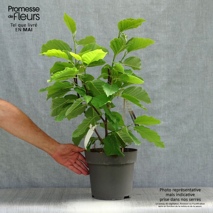 Amostra de Magnolia acuminata Blue Opal Vaso de 7,5 L/10 L tal como entregue na primavera