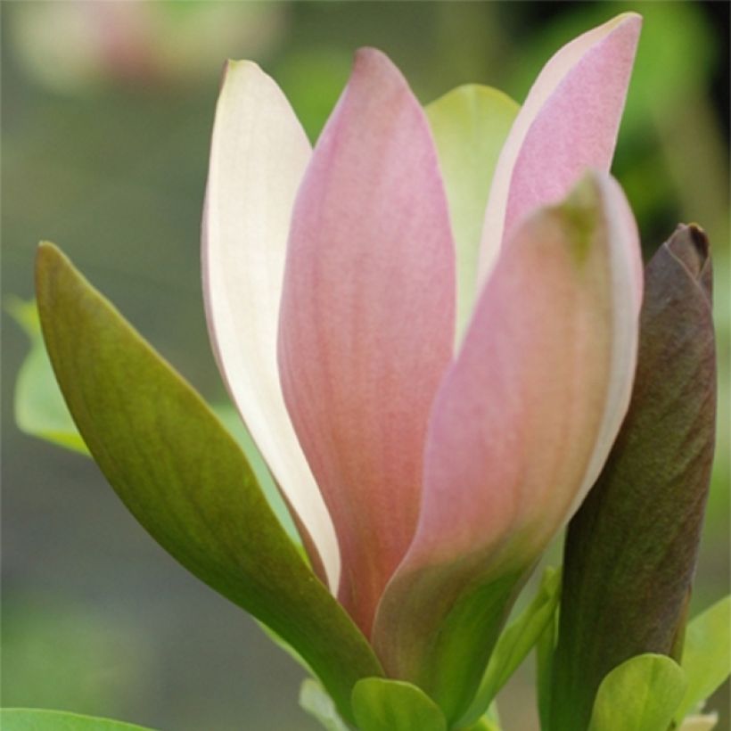 Magnolia brooklynensis Eva Maria (Floração)